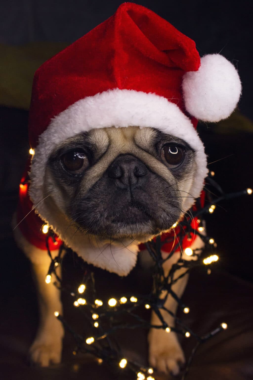 Mops mit Weihnachtsmütze und Lichterkette vor dunklem Hintergrund in festlicher Weihnachtsstimmung.